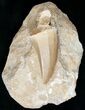 Fossil Mosasaurus Tooth In Matrix #14235-1